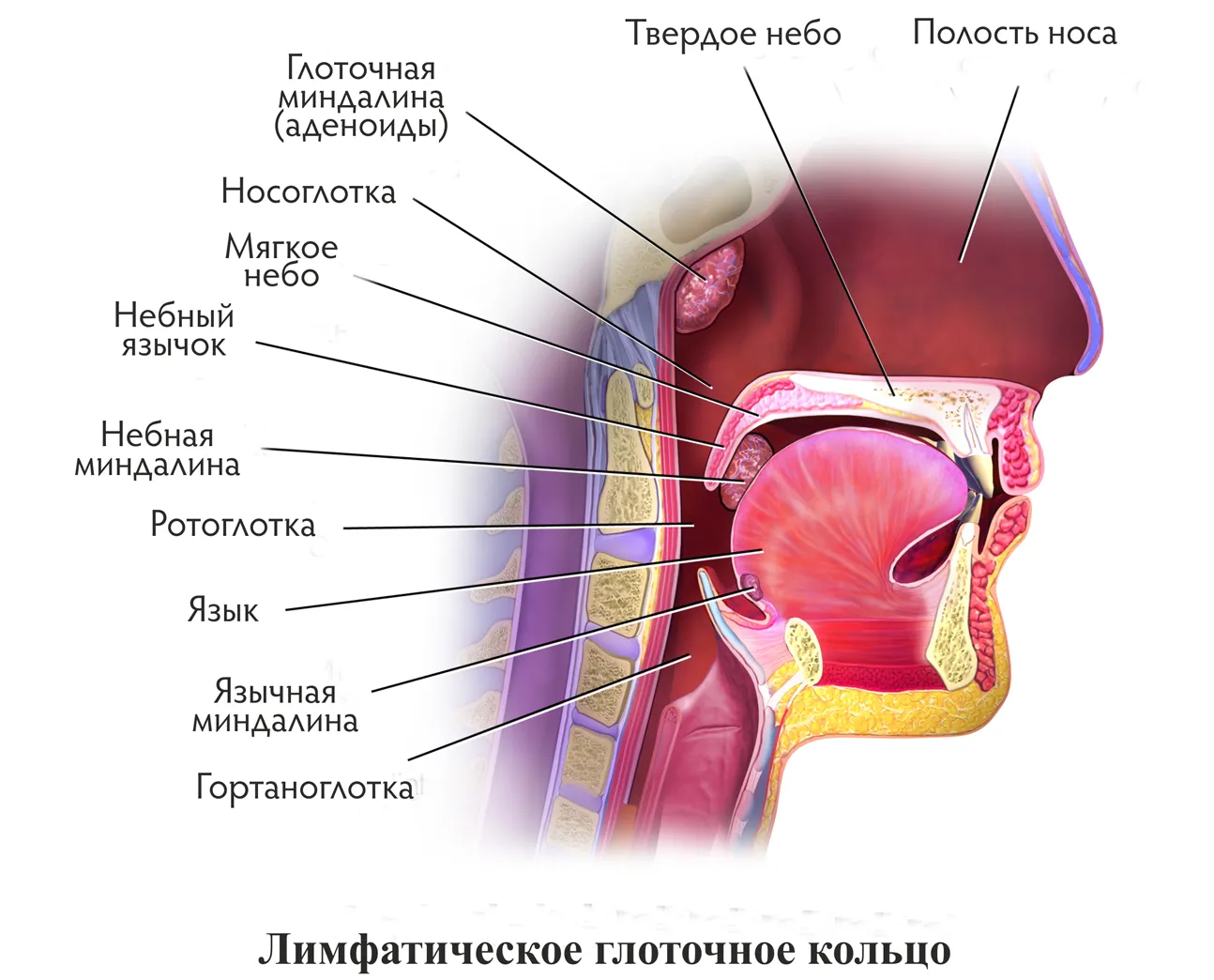 Почему дети храпят во сне: причины и способы устранения